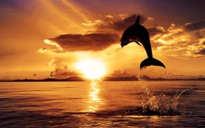 Dolphin-Sunset-HD-Wallpaper